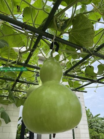  Set 10 Móc Treo Trái Dưa Lưới + Dây Chỉ Se Chuyên Dụng – Chống Gãy Cuống, Chịu Lực Tốt 