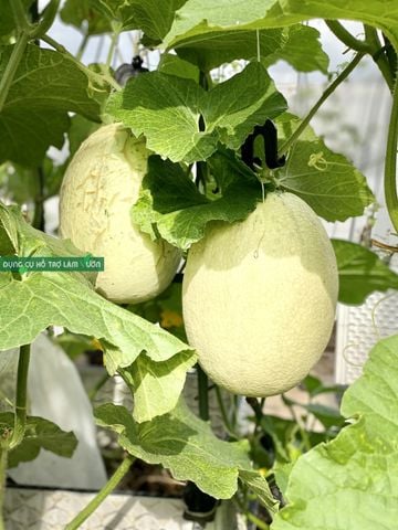  Set 10 Móc Treo Trái Dưa Lưới + Dây Chỉ Se Chuyên Dụng – Chống Gãy Cuống, Chịu Lực Tốt 