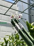  Ống thép bọc nhựa Daim phi 11 