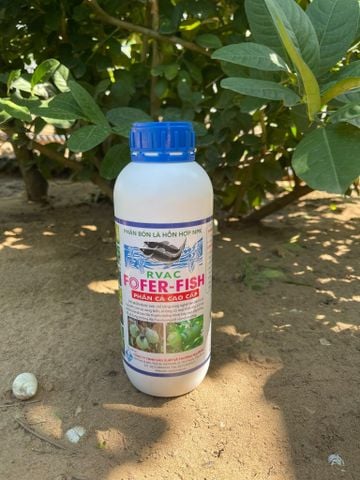 Phân cá cao cấp chuyên cho nuôi trái dưa lưới lớn