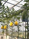  Giá Đỡ Trái Đa Năng – Giải Pháp Bảo Vệ Dưa Lưới, Dưa hấu 