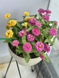  Chậu Skypot Daim Nhật Bản – Giải Pháp Trồng Cây Thông Minh, Tiết Kiệm Diện Tích 