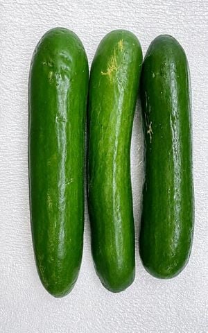 ミニきゅうり 日本種 - Japanese Mini Cucumbers