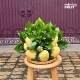  Mâm Ngũ Quả Vu Lan 061 
