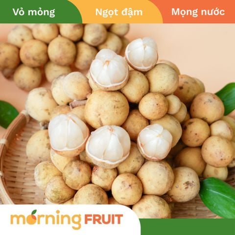  Bòn Bon Việt Nam 