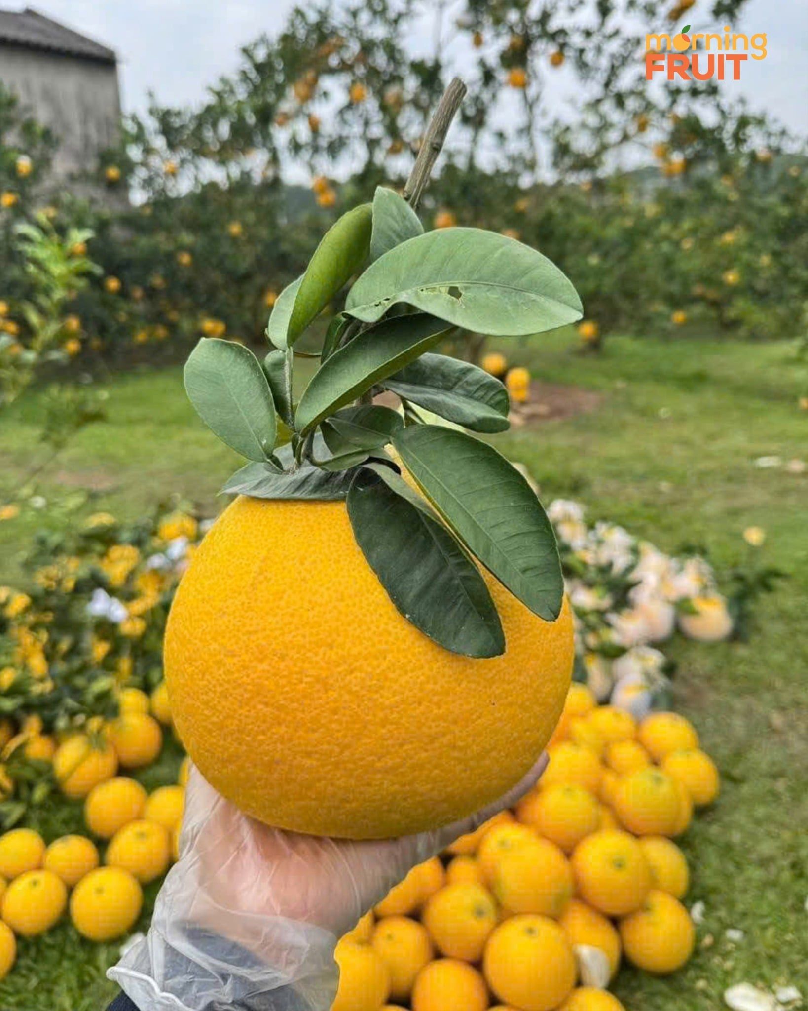  Bưởi diễn chưng cành lá (800GR - hơn 1KG) 