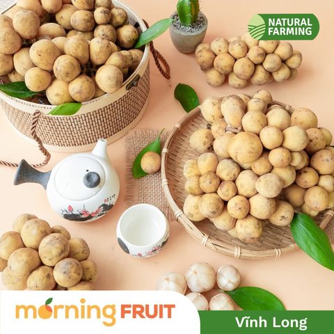  Bòn Bon Việt Nam 
