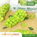  Nho mẫu đơn Mộc Châu 