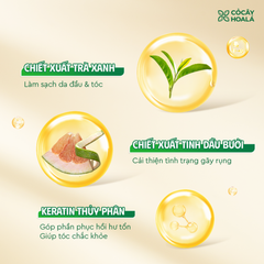 Dầu gội & xả thảo dược Bưởi Trà Cỏ cây hoa lá 350gr