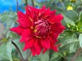  Hoa thược dược hồng 758 