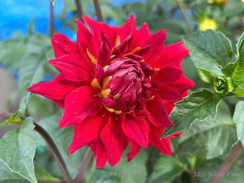  Hoa thược dược hồng 758 