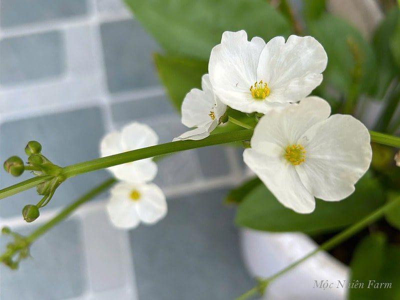  Bách thủy tiên 263 
