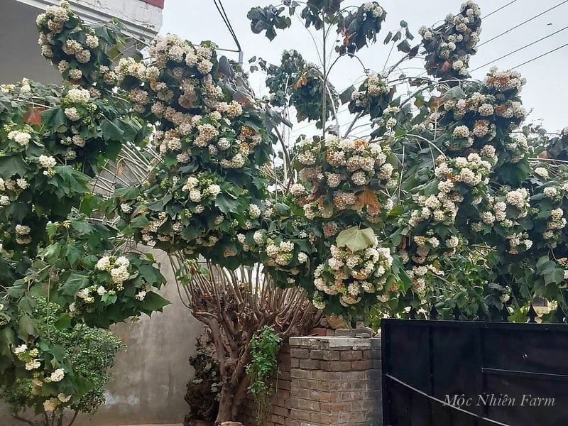  Bạch tú cầu 343 