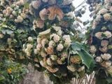  Bạch tú cầu 343 