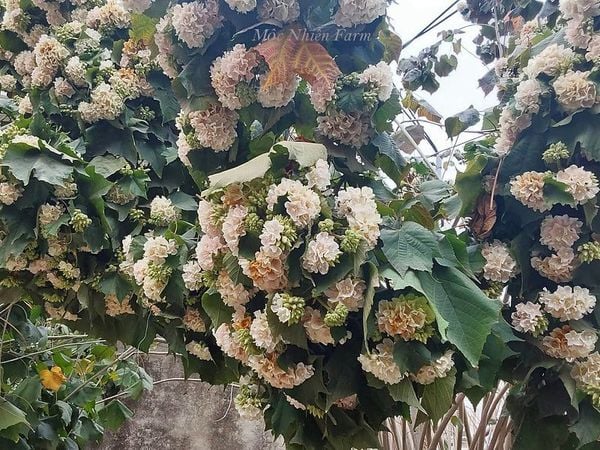  Bạch tú cầu 343 