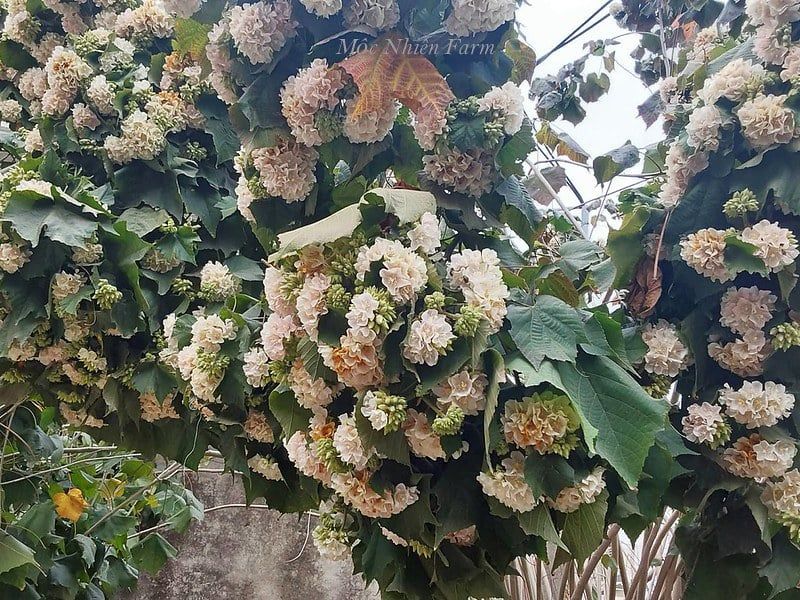  Bạch tú cầu 343 