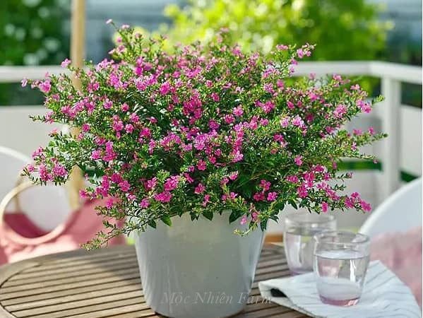  Cẩm tú mai 380 