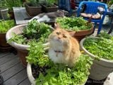  Bạc hà mèo (Catnip) 003 