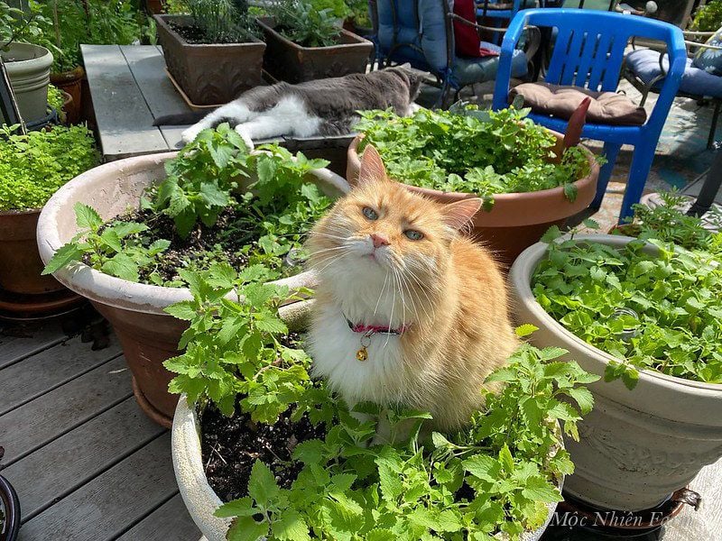  Bạc hà mèo (Catnip) 003 
