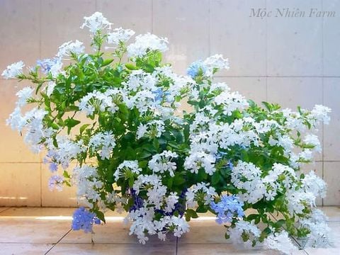Hoa nở quanh năm