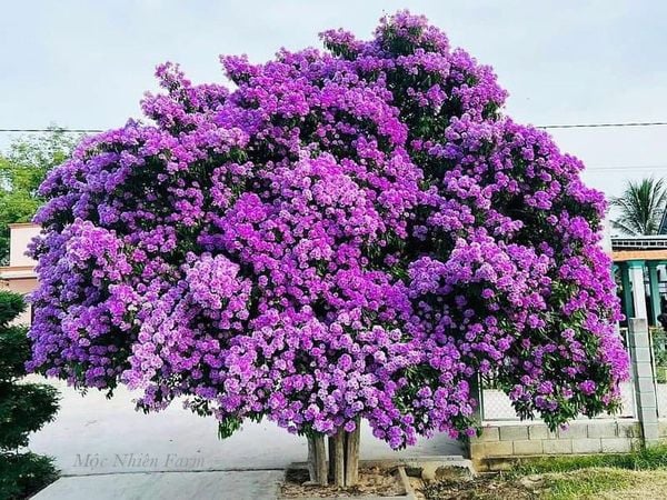  Cây bằng lăng Bình Thuận 