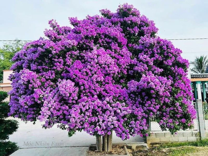  Cây bằng lăng Bình Thuận 