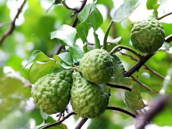  Cây chúc (chanh Thái) 