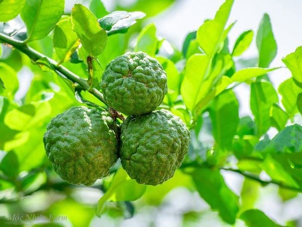  Cây chúc (chanh Thái) 