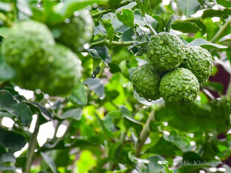  Cây chúc (chanh Thái) 
