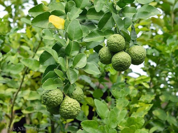  Cây chúc (chanh Thái) 