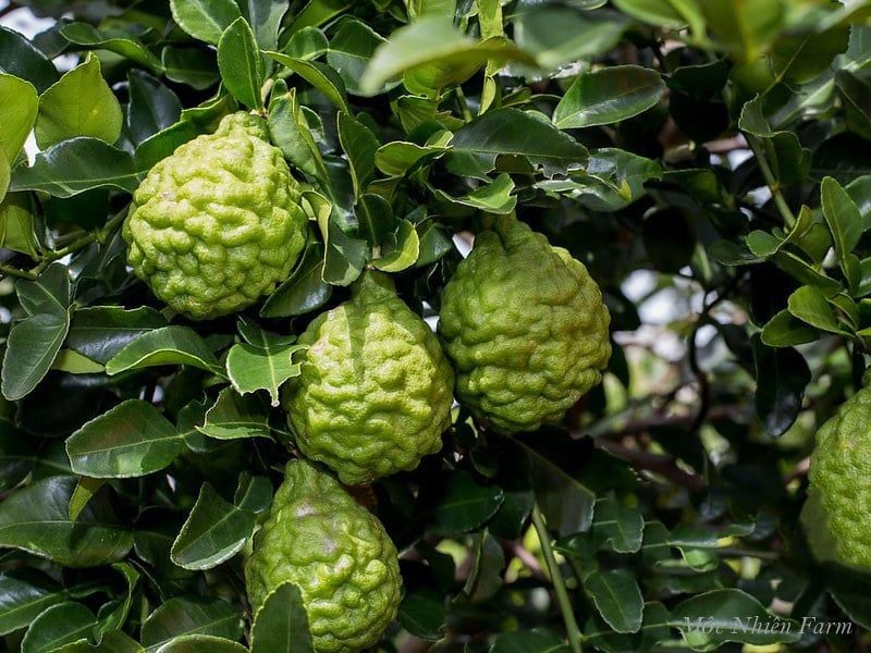  Cây chúc (chanh Thái) 