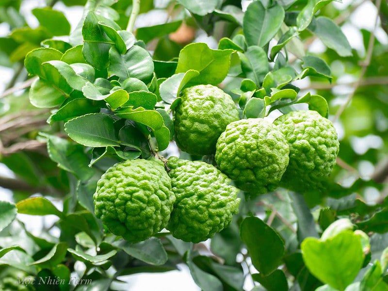  Cây chúc (chanh Thái) 