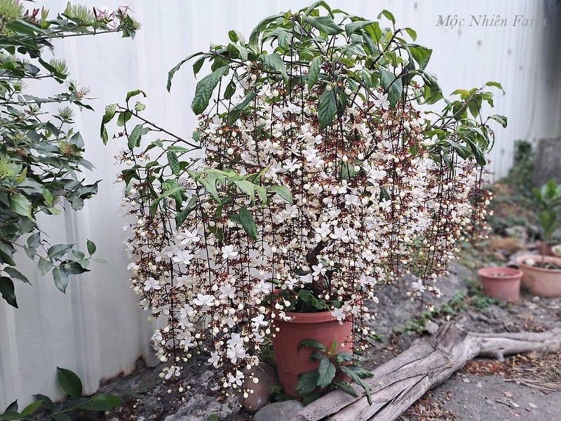  Dạ ngọc minh châu 389 
