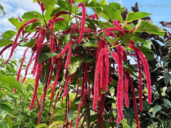  Cây đuôi chồn đỏ 