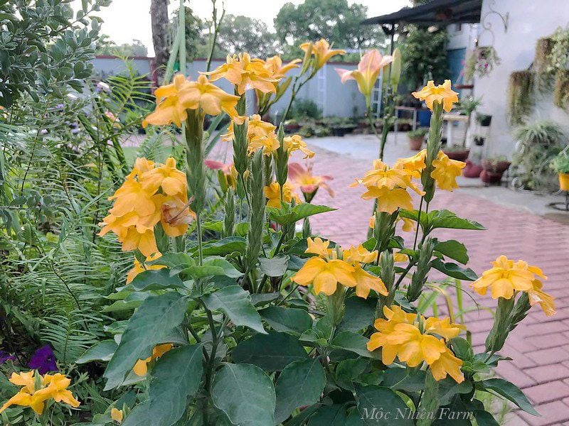  Cây hỏa hoàng vàng B1 