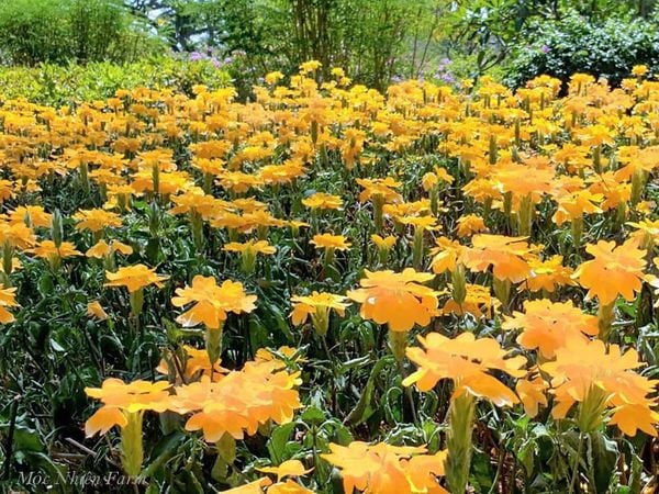  Cây hỏa hoàng vàng B1 