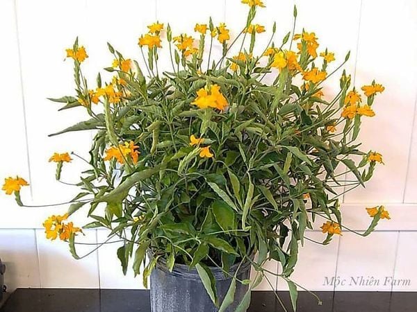  Cây hỏa hoàng vàng B1 
