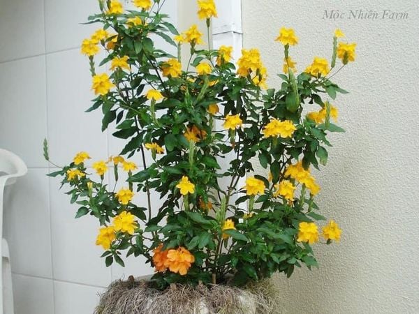  Cây hỏa hoàng vàng 395 