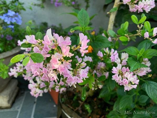  Cây linh sam hồng, La Hai, lá trung A1 