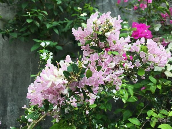  Cây linh sam hồng, La Hai, lá trung A1 