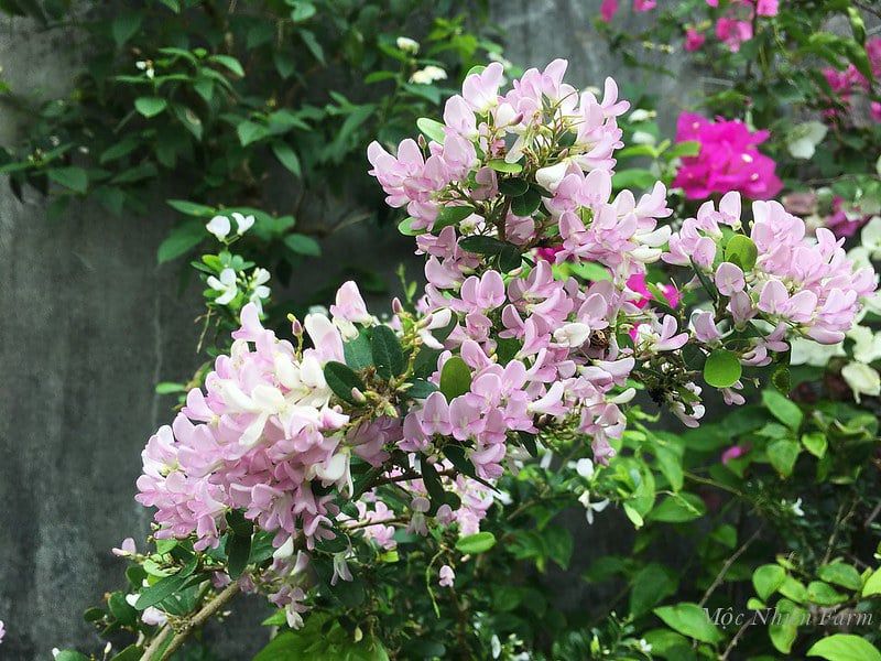  Cây linh sam hồng, La Hai, lá trung A1 