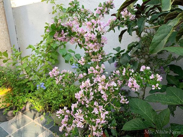  Cây linh sam hồng, La Hai, lá trung A1 