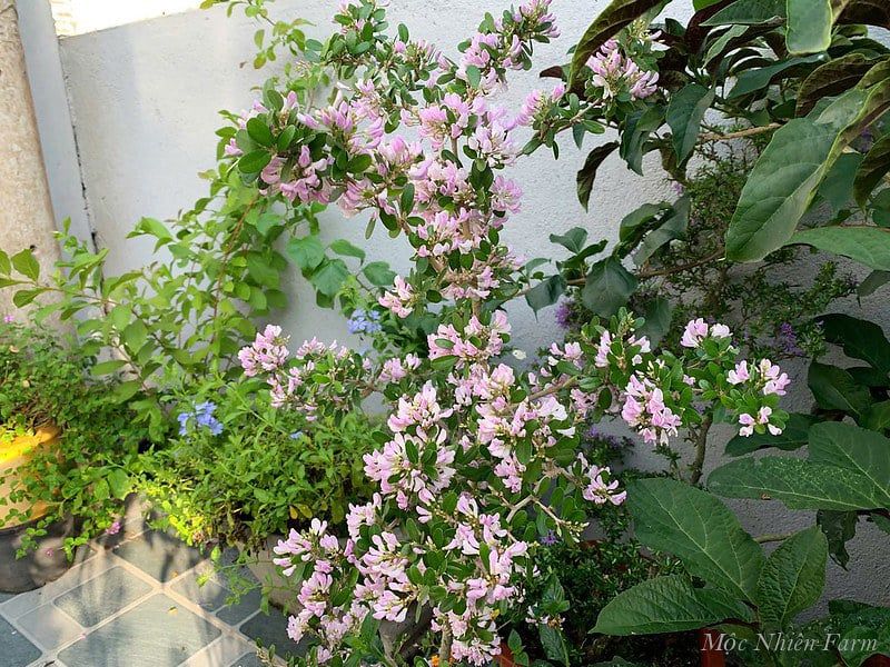  Cây linh sam hồng, La Hai, lá trung A1 