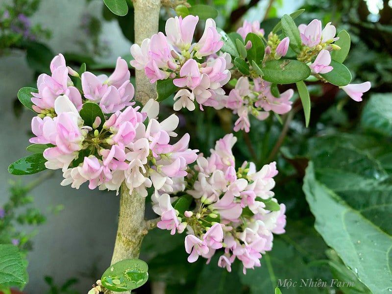  Cây linh sam hồng, La Hai, lá trung A1 