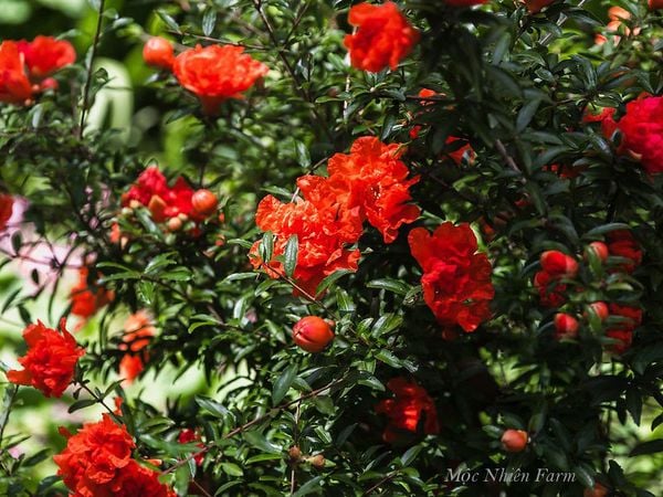  Cây lựu hạnh đỏ 