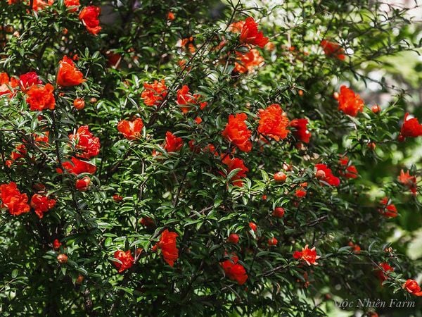  Cây lựu hạnh đỏ 