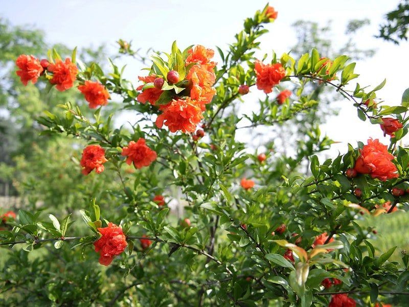  Cây lựu hạnh đỏ 