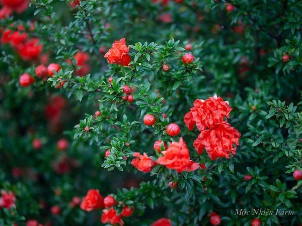  Cây lựu hạnh đỏ 