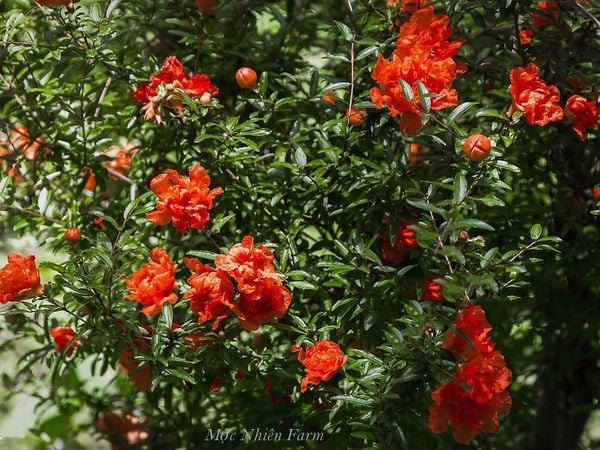  Cây lựu hạnh đỏ 