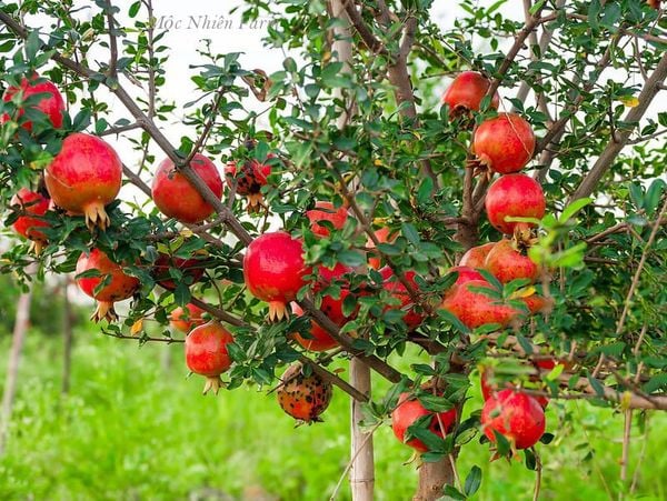  Cây lựu đỏ Ấn Độ 